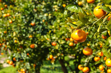 Mandarynki sad drzewo mandarynkowe owoce rosnące na  drzewie - obrazy, fototapety, plakaty