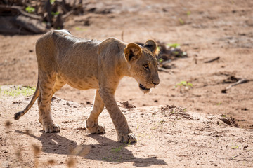 A lion walks through the savannah in Kenya