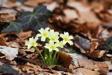 Primrose flowers (Primula vulgaris) in forest in spring. Herbal Medicine, plant from which is made cough syrup