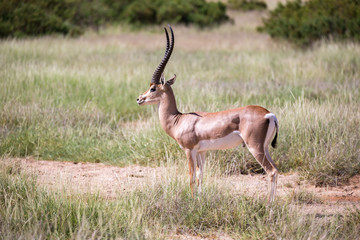 Native species of antelope in the meadow