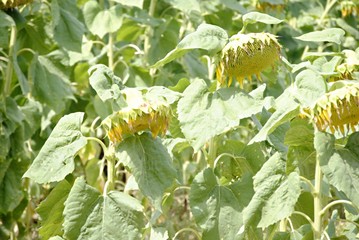 Tournesols