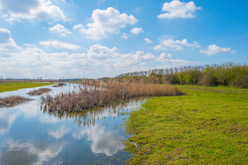Reed along the edge of a lake below a blue sky in a natural park in spring