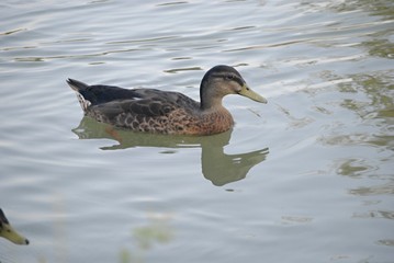Canard