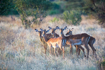Fototapeta premium Native species of antelope in the meadow