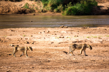 Some lions walk along the banks of a river