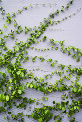 Green plant climb at wall, Vertical garden decoration