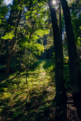 Obraz premium The sun's rays make their way through the foliage of tall fir trees in the forest.