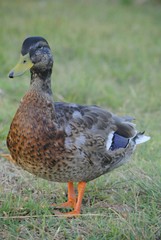 Canard