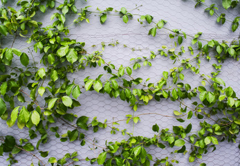Green plant climb at wall