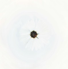 White cosmos flower is bloom, isolated on white background.