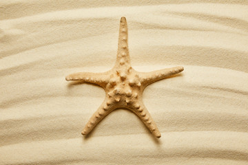 Fototapeta na wymiar yellow starfish on golden sandy beach in summertime