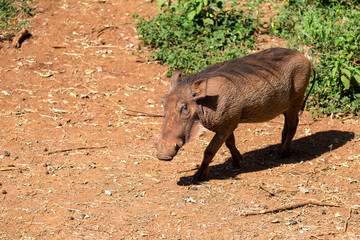 Fototapeta premium A warthog in the savannah of Kenya