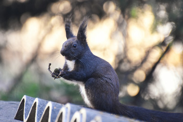 Squirrel, European squirrel close up. Little dark squirrel with a furry ears