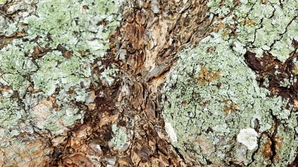 Rough skin of tree bark.