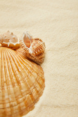 Fototapeta na wymiar selective focus of seashells on beach with golden sand