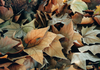 Hojas seca en otoño