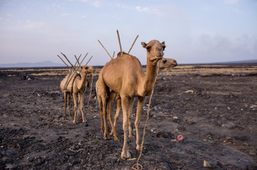 Camel in Danakil in Etiopian