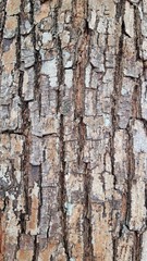 Rough skin of tree bark.