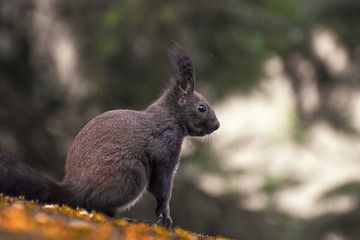 Naklejka na ściany i meble Squirrel, European squirrel close up. Little dark squirrel with a furry ears