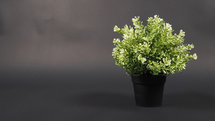 Artificial cactus plants or plastic or fake tree on white background.