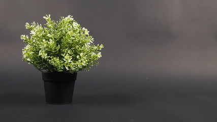 Artificial cactus plants or plastic or fake tree on white background.