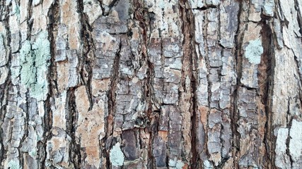 Rough skin of tree bark.