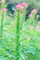 Cleome spinose in early summer