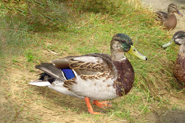 waterfowl hunting season and water bodies pollution with lead shot