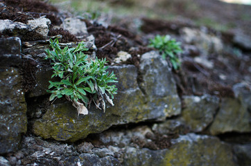 The background of stone mountains in the open air in the Carpathian Mountains