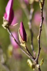 Obraz premium Magnolienknospe (Magnolia)