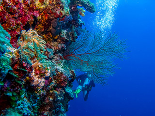 Corals at the bottom of the sea. 