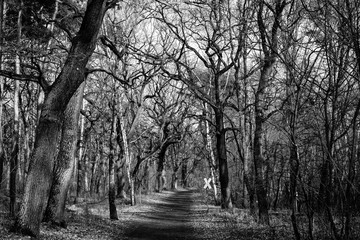 Railroad crossing in the forest, oak trees, forest, path, black and white, high contrast