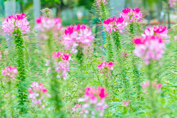 Cleome spinose in early summer