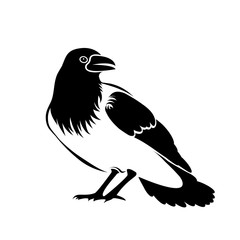 Silhouette of a black crow isolated on white