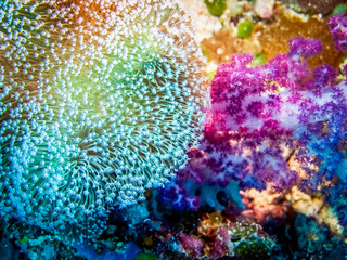 Corals at the bottom of the sea. 