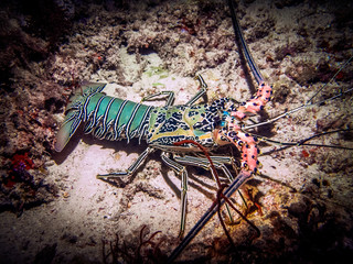 Giant lobster on the bottom of the sea