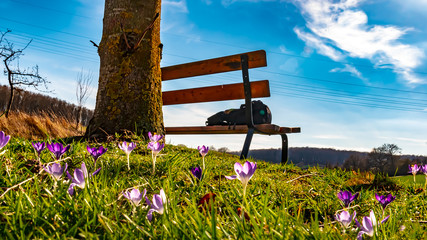 Spring landscape, meadow, flower - A nice resting place, on a bench, overlooking a meadow with flowering crocuses, in the valley near Bortshausen, Marburg, on a sunny day in March.