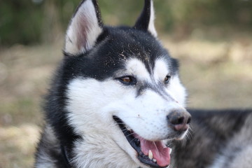 Black and white Husky walks in nature. Portrait of a dog. Details