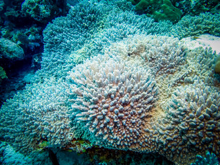 Naklejka na ściany i meble Corals at the bottom of the sea. 