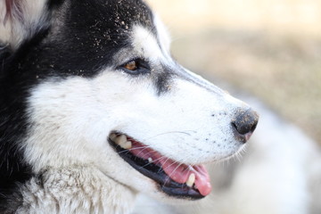 Black and white Husky walks in nature. Portrait of a dog. Details
