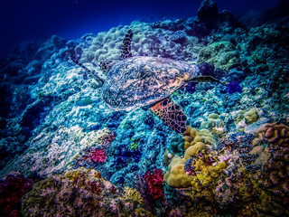 Fototapeta na wymiar Reef turtle