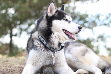 Black and white Husky walks in nature. Portrait of a dog. Details