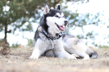 Black and white Husky walks in nature. Portrait of a dog. Details
