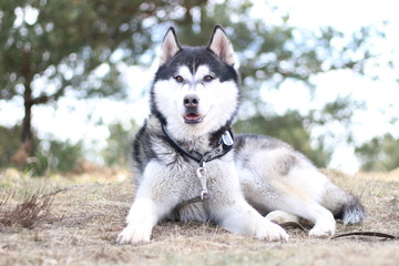 Black and white Husky walks in nature. Portrait of a dog. Details