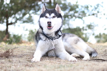 Black and white Husky walks in nature. Portrait of a dog. Details