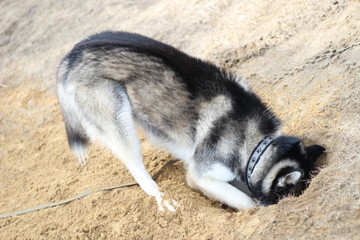 Fototapeta premium Black and white Husky walks in nature. Portrait of a dog. Details