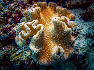 Corals at the bottom of the sea. 