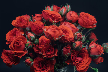 red miniature rose bouquet on black background 