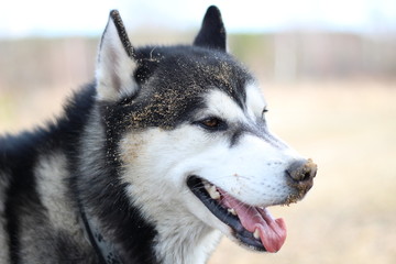 Black and white Husky walks in nature. Portrait of a dog. Details