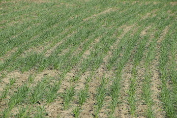 The field of winter wheat, making root dressing seedlings